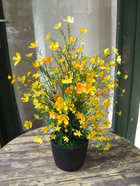 Gypsophila Busch ca. 43cm gelbe Blüten Lieferung im schönen Topf